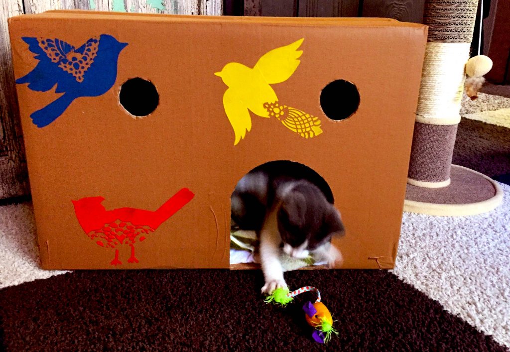 cardboard cabin kitten playing